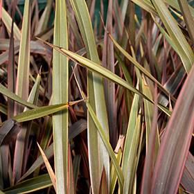 Plant Photo 6