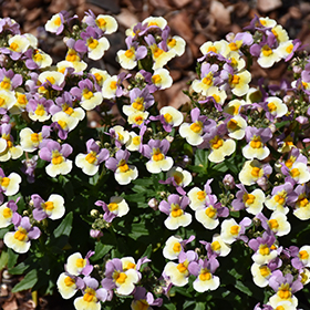 Plant Photo 1