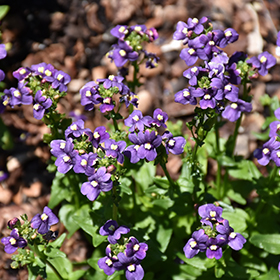 Plant Photo 2
