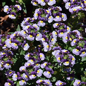 Plant Photo 10