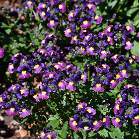Plant Photo 3