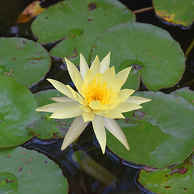 Plant Photo 5