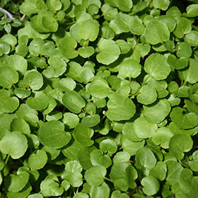 Plant Photo 5