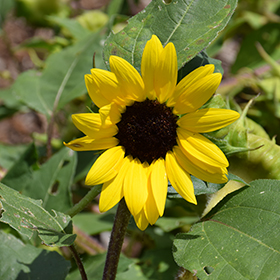 Plant Photo 5