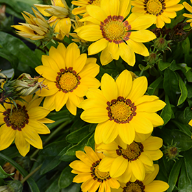 Plant Photo 2