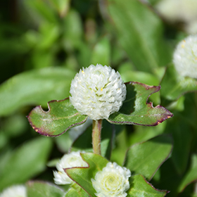Plant Photo 2