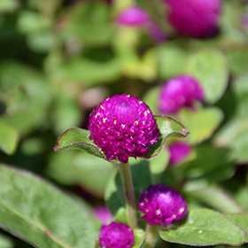 Plant Photo 1