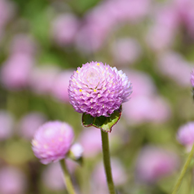 Plant Photo 10