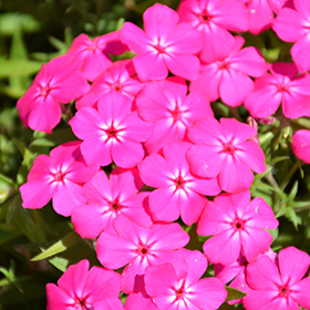 Plant Photo 1