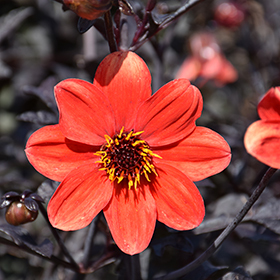 Plant Photo 4