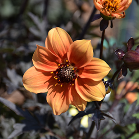 Plant Photo 5