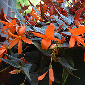 Plant Photo 7
