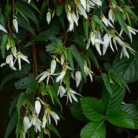 Plant Photo 1
