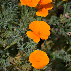 Plant Photo 6