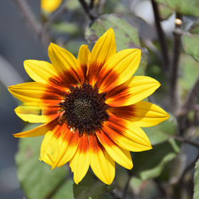 Plant Photo 4