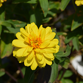 Plant Photo 9