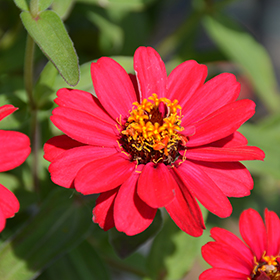 Plant Photo 7
