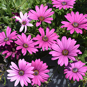 Plant Photo 10