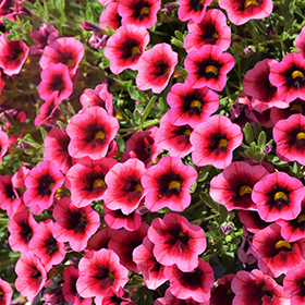 Plant Photo 2