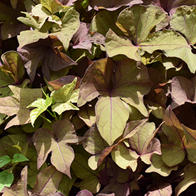 Plant Photo 4