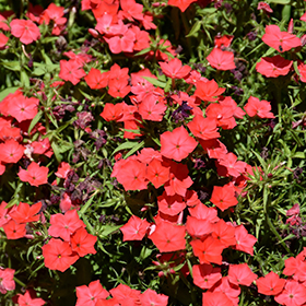 Plant Photo 2