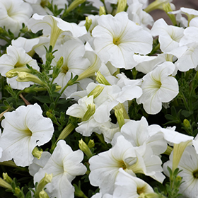 Plant Photo 8